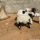 Naeimi lamb yearling