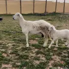 لللبيه شاه حريه كفووو والد تمم البيععع