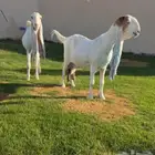 تم البيع