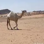 جذعه باتليه على جميع الشروط عليها30500