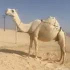 ابل للبيع لقحات وخلفات