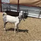 عنز ثنيه مضرع