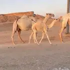 ابل جمله للبيع
