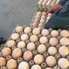 بيض دجاج مخصب دجاج بلدي واحمر واسود وابيض