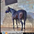 حصان شعبي