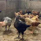 دجاج عمر شهرين ب 6 ريال جمله