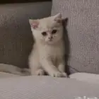 للبيع سكوتش