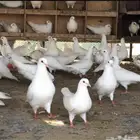 حمام فرنسي 30 جوز املج أملج