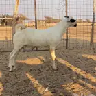 مشروع فحل بيشي