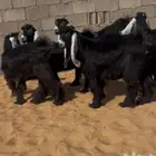 5 جفرات عوارض وتيس
