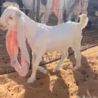 جفرة نادرة برصا