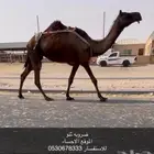ضروبه كفو
