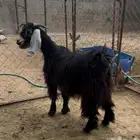 عنز رباع دافع للبيع