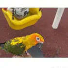 صن كنيور