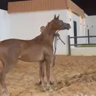مهره واهو فاخره دماء جمال