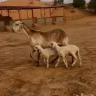 رباعيه متبع برخلتين