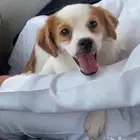 كلب صغير متربي (1000 ريال)