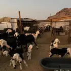 عنم نجد ولد