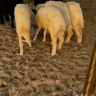 خرفان حريات