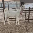 عنز هولنديه .. تم البيع