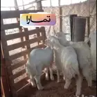 طليان حريات