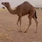 عرض عرض قعود. فل شكل وسلاها