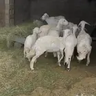 ضان اباكير