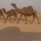 خلفه كفو تحتها قعود هديه ماتحرك شرط