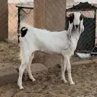 عنز مطوره جذعه دافع