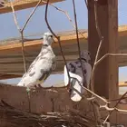 حمام هولندي او ياكريم له اسماء كثيره