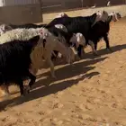 8 غنم نجد مضاريع كشف سونار