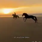 مطلوب مدرب خيل الجمال و شو