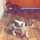 قطتين للتبني