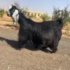 تم البيع