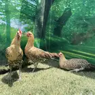 داج عربي هرداوي ترثه