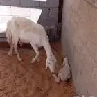 تم البيع