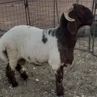 للبيع طلي جذع