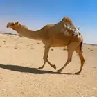 بكره ثنيه كفو