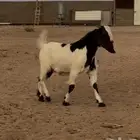 تيس مشروع فحل