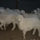 طليان اضحي