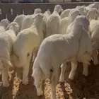 طليان حري عدد 23