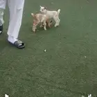 ماعز قزم بيور