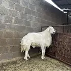 طلي حري صنف للبيييع
