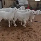 رخال حريات معرفه