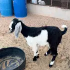 عنز مقرعه جذعه