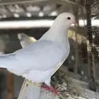 حمام فرنسي لاحم جامبو وسوبر جامبو