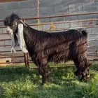 تيس عارضي معرف جاهز