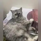 قطة شيرازيه