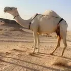 خلفه منيحه وعلى جميع الشروط
