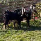 جفرتين عطر جذعات